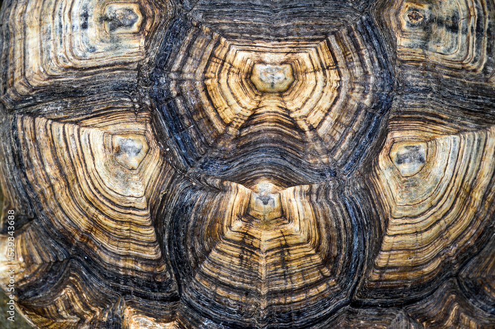 Top view of turtle shell of sulcata tortoise or African spurred tortoise. background and texture. Top view of turtle shell of sulcata tortoise or African spurred tortoise. background and texture.