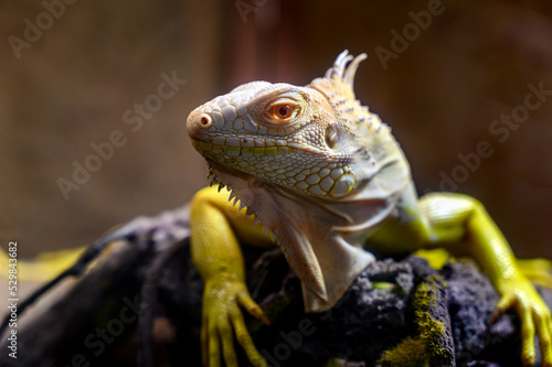 closeup yellow Iguana lying on a branch. Iguana is lizard reptile in the genus Iguana in the iguana family.