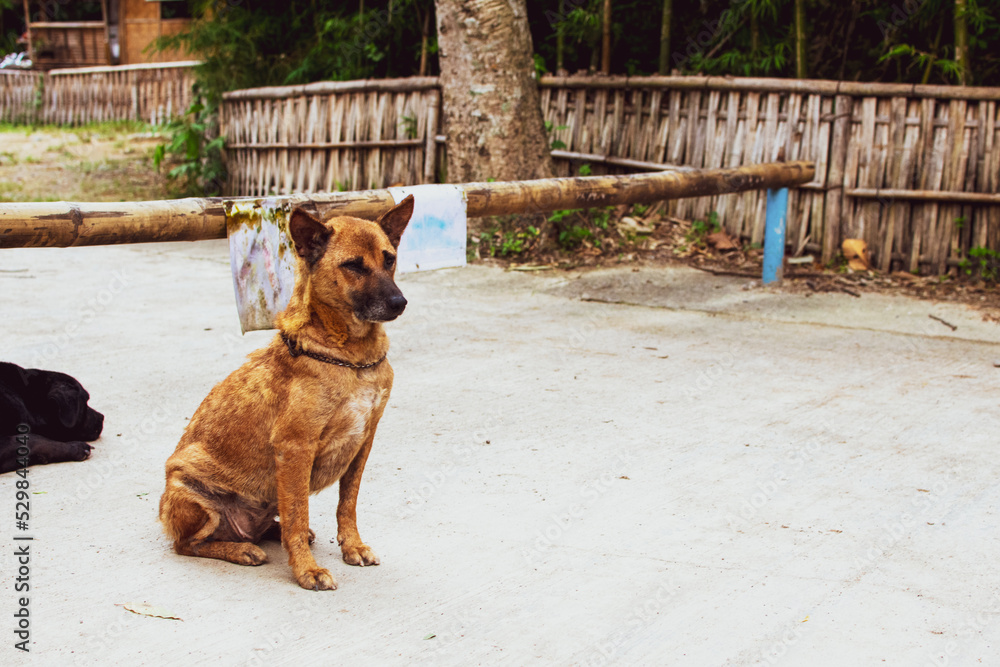 Obraz premium Dog on the floor