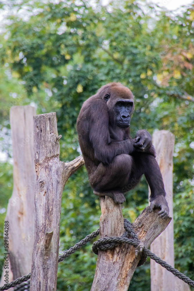 Obraz premium Gorilla