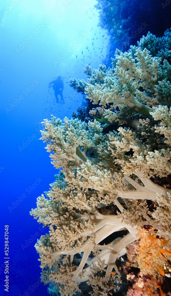 Beautiful and colorful soft coral reef in the sea. From a scuba dive in the Red Sea in Egypt