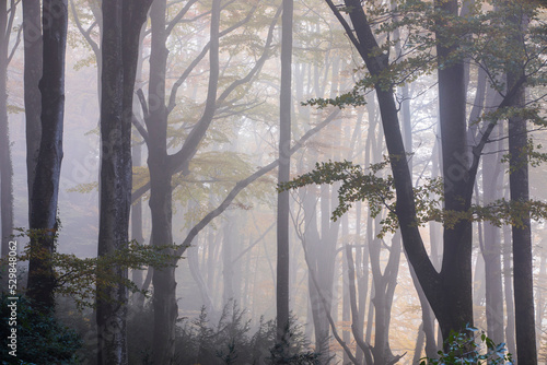 Autumn la Grevolosa forest, Osona, Barcelona, Spain photo