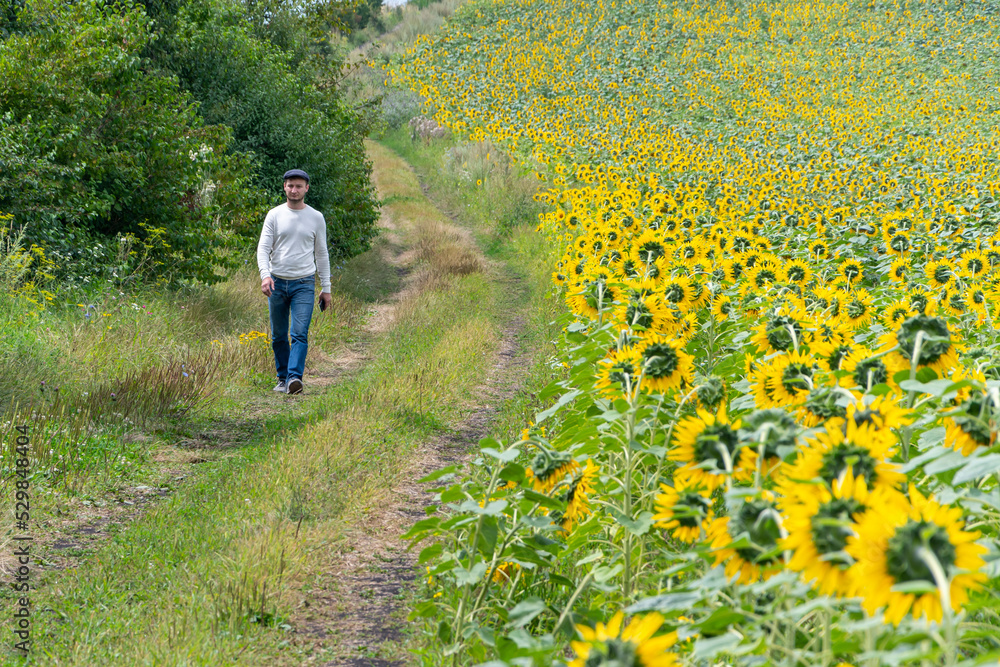 A 35-38-year-old man walks along the road and inspects a field of flowering sunflowers.