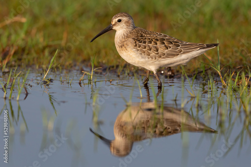 Waders or shorebirds, dunlin in a wetland.