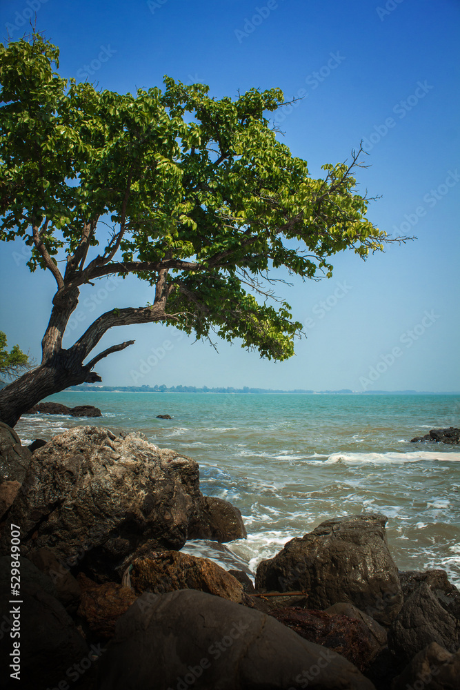 Stand alone tree on rock beside blue sea with clear blue sky Stand alone tree on rock beside blue sea with clear blue sky