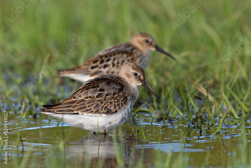 Waders or shorebirds, dunlin in a wetland.