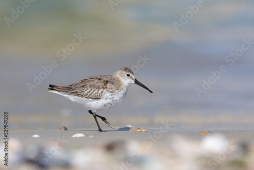 Waders or shorebirds, dunlin at the beach.