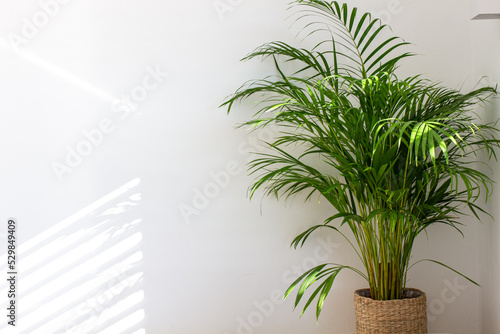 Decorative Areca palm near white wall
