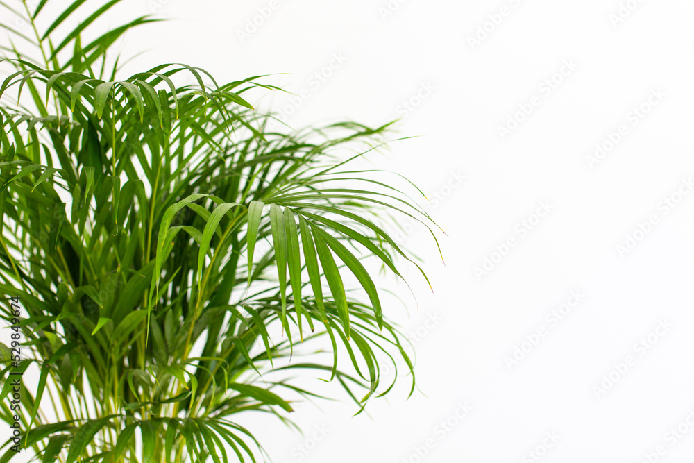 Fototapeta premium Decorative Areca palm near white wall