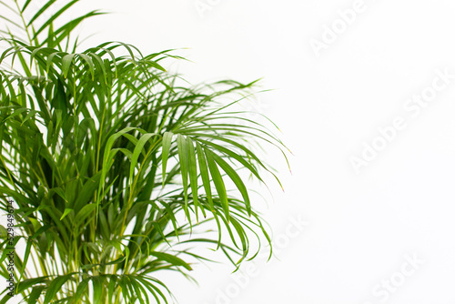 Decorative Areca palm near white wall