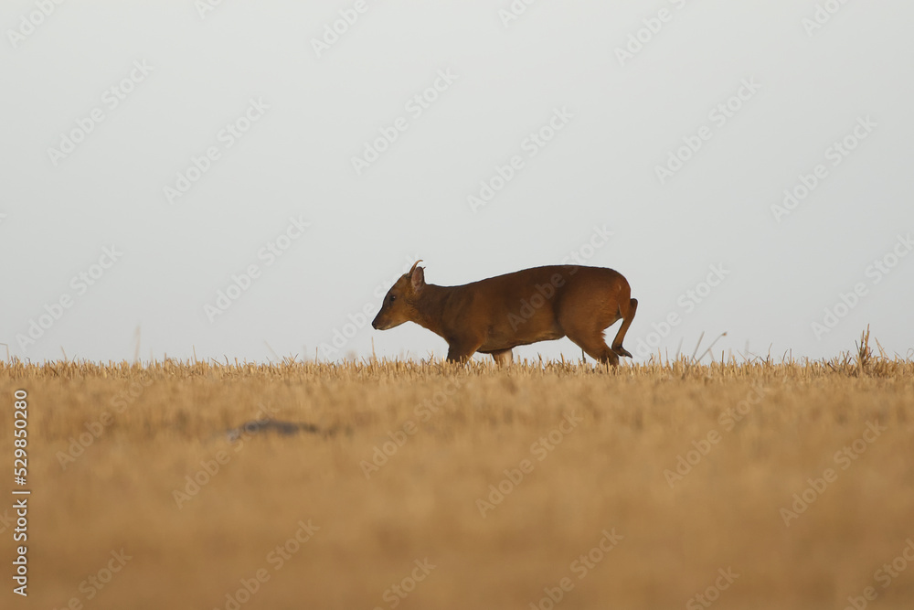 Fototapeta premium Muntjac Deer walking along the Horizon on a Field