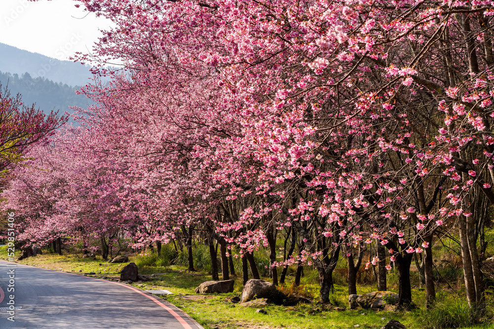 Landscape view of pink cherry blossoms at sakura gardens of Wuling Farm in Taichung, Taiwan. Landscape view of pink cherry blossoms at sakura gardens of Wuling Farm in Taichung, Taiwan.