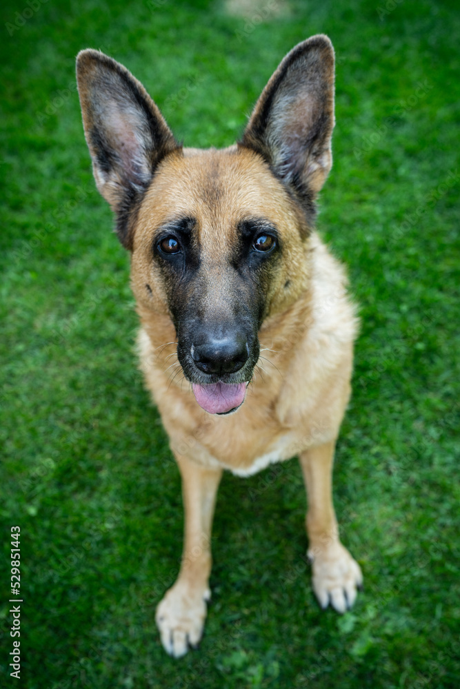 Happy dog face, german shepherd adult dog in home garden Happy dog face, german shepherd adult dog in home garden