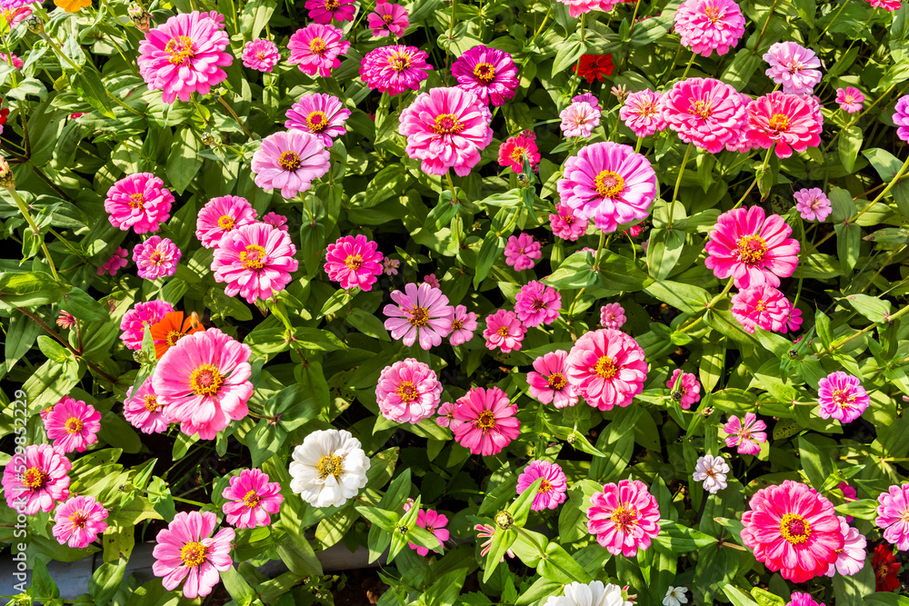 A large area of Cosmos bipinnatus flowers as a background A large area of Cosmos bipinnatus flowers as a background