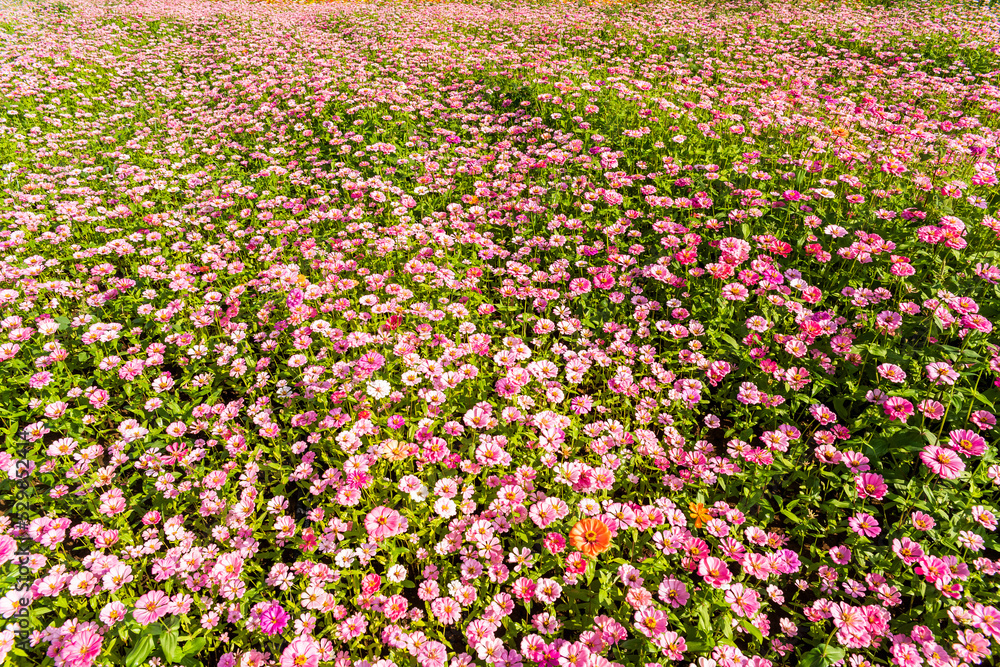 A large area of Cosmos bipinnatus flowers as a background