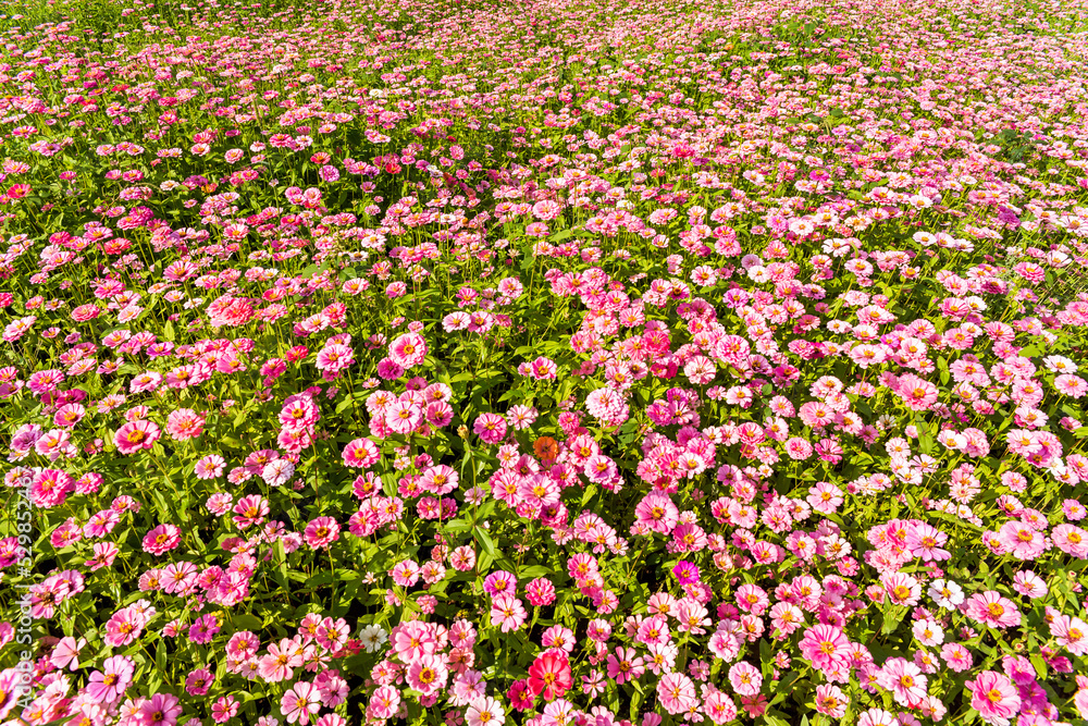 A large area of Cosmos bipinnatus flowers as a background
