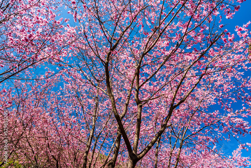 Landscape view of pink cherry blossoms at the sakura gardens of Wuling Farm in Taichung  Taiwan.