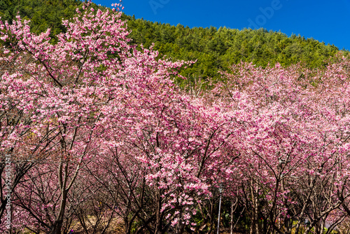 Landscape view of pink cherry blossoms at sakura gardens of Wuling Farm in Taichung  Taiwan.