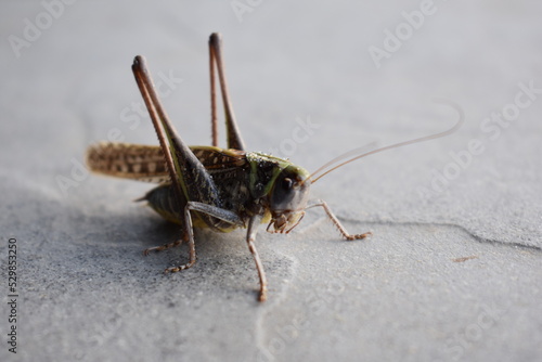 Grasshopper © Anastasia