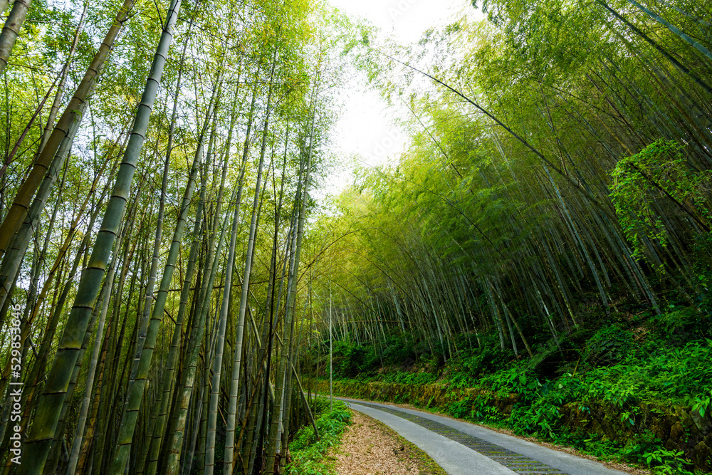 Fototapeta premium The walkway between bamboo forests in Nantou, Taiwan.