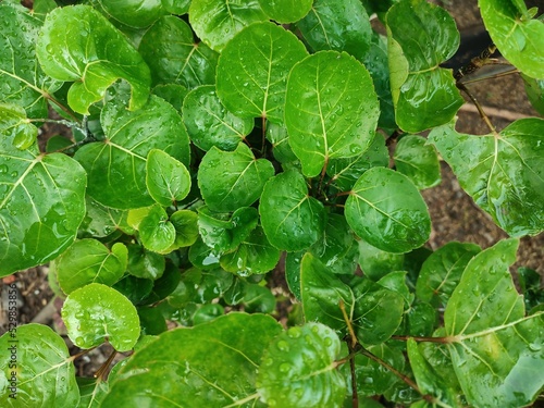 The bowl plant is called a bowl because the shape of the leaves is like a bowl, it's wet with dew