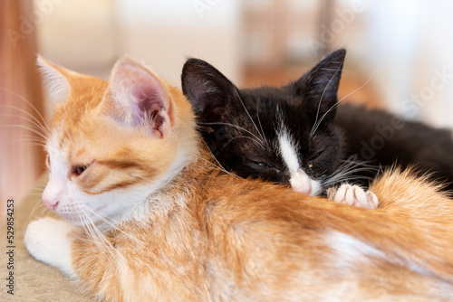 Gattino neo e Gattino arancione accovacciati con occhi chiusi