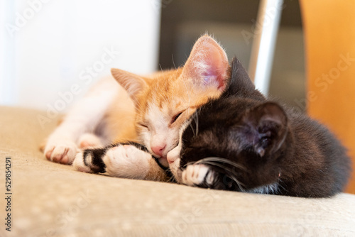 Coppia di gattini fratelli dormono accovacciati