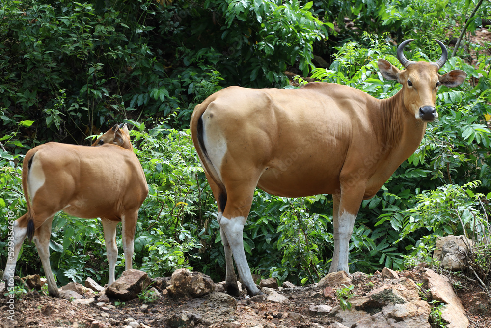 The female and baby red cow in nature garden The female and baby red cow in nature garden