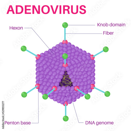 Structure Of The adenovirus. photo