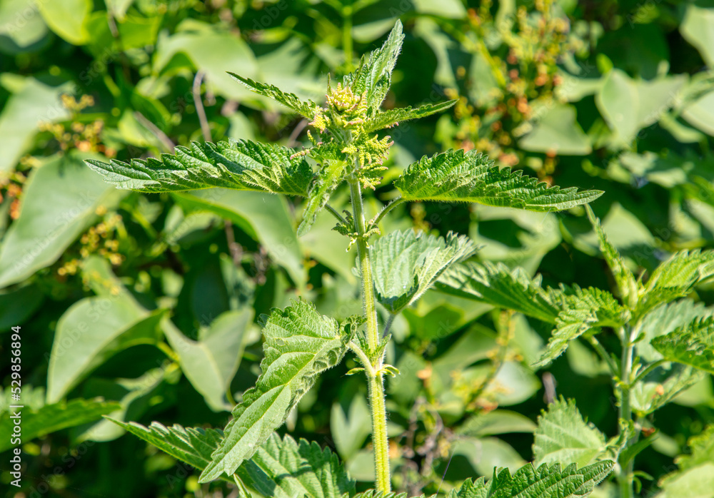 Green leaves of nettle in nature. Green leaves of nettle in nature.