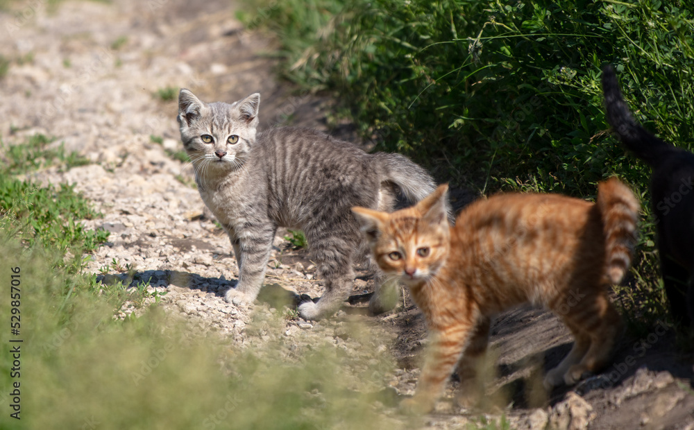 Obraz premium Little kittens play in the grass