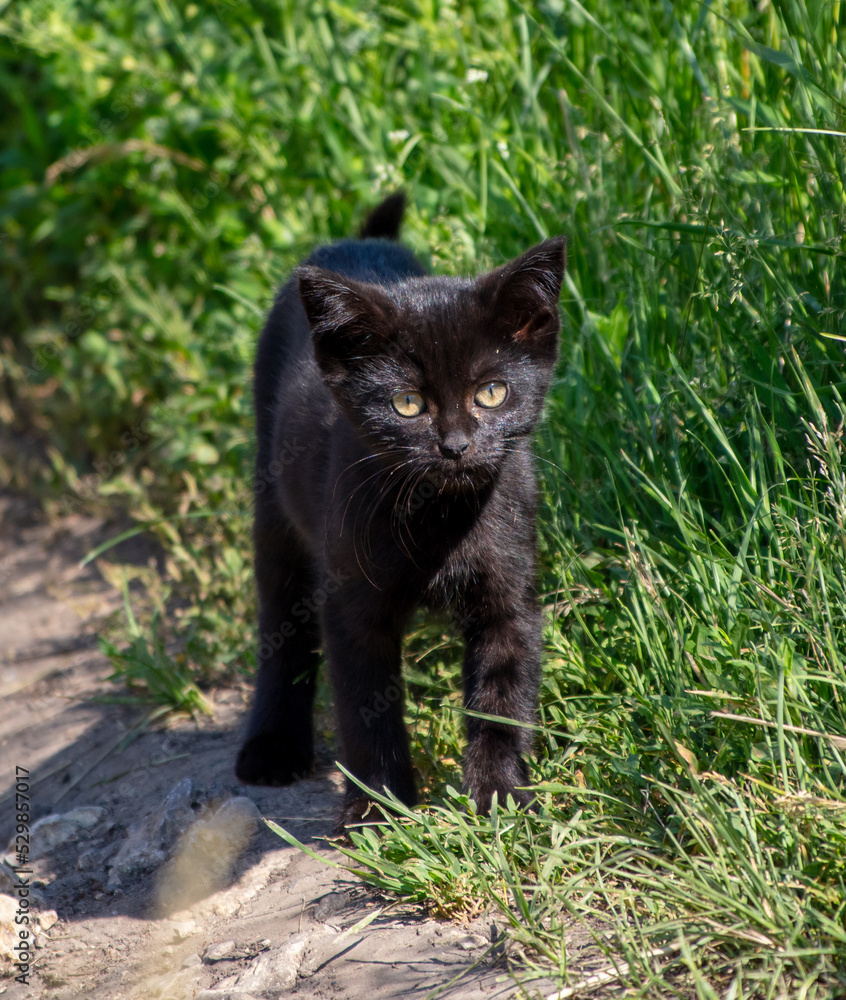 Portrait of a kitten in green grass.