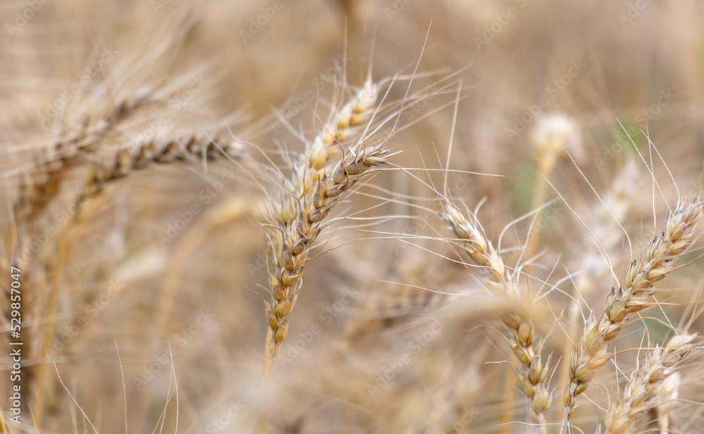 Ripe ears of wheat as a background. Ripe ears of wheat as a background.