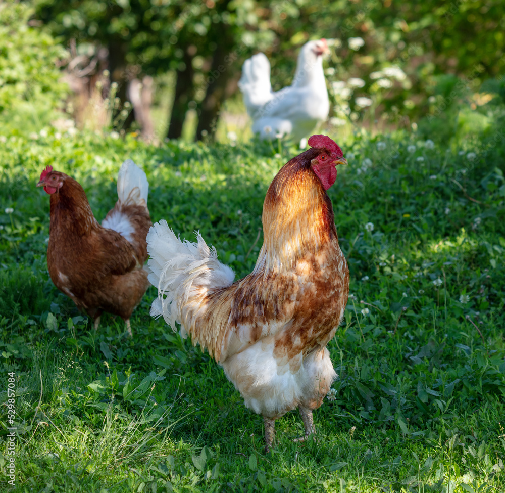 Fototapeta premium Portrait of a rooster in nature in summer.