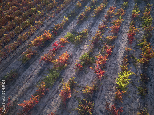 Vineyards with saturated colors in autumn