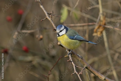 great woodpecker on branch