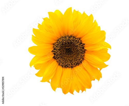 sonnenblume isoliert vor weissem Hintergrund