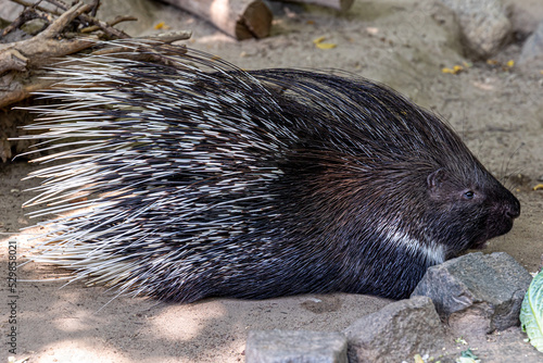 Porcupine rodent with coat of sharp spines or quills for predators protect.
