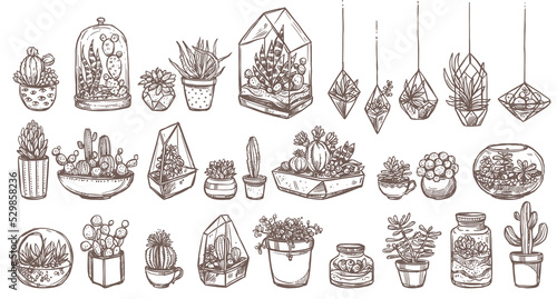 Cacti and succulents sketch illustrations - set of different cactus in home pots, terrariums and hanging cachepots. Collection of vintage hand drawn line houseplants for interior or store decoration
