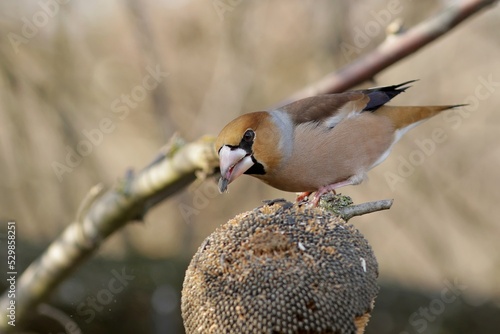 bird on a branch