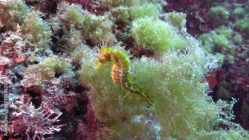 Mediterranean sea underwater life - Yellow seahorse 