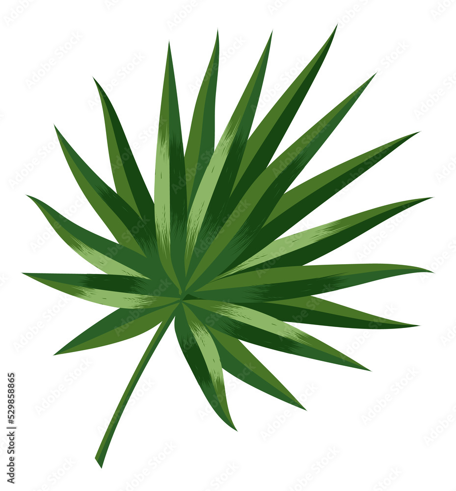 Fan palm leaf. Summer beach tree foliage Fan palm leaf. Summer beach tree foliage