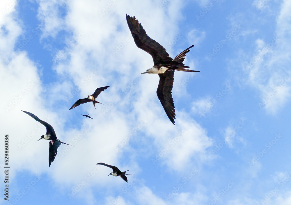 Obraz premium Magnificent Frigatebirds Flying Above Grand Cayman