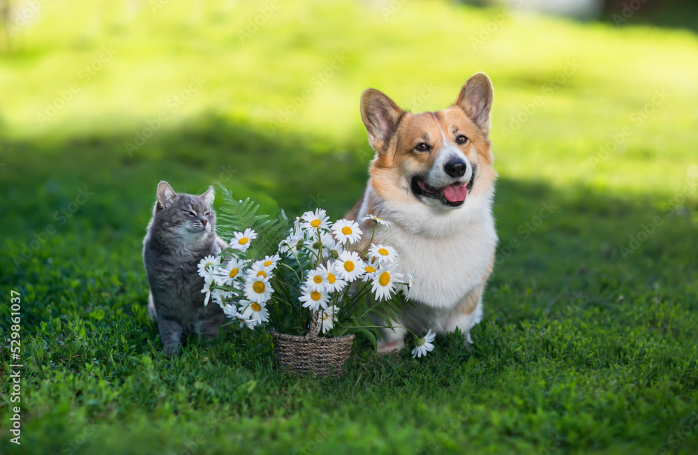 friends animals a cat and a corgi dog are sitting on a green sunny meadow with a basket of white daisies