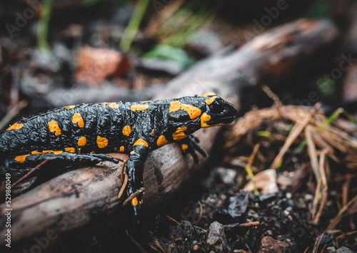 Salamander on a tree