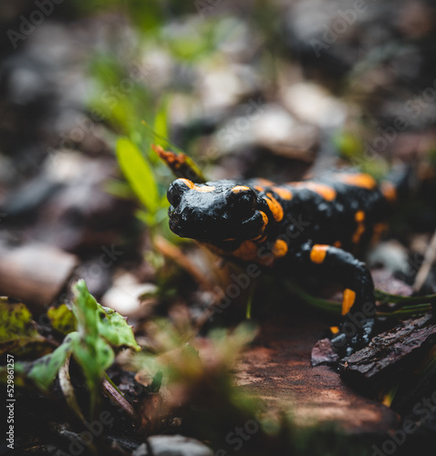 Salamander on a tree