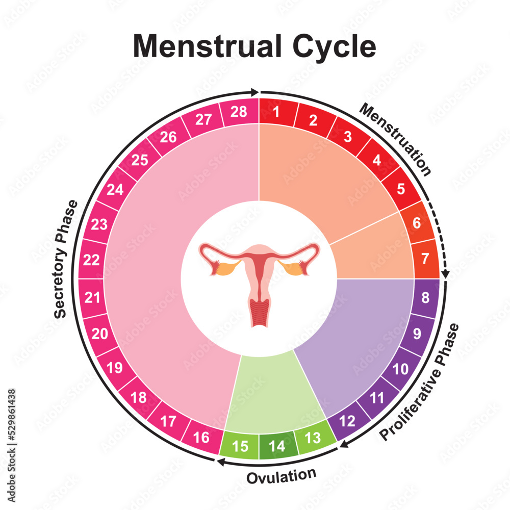 Scientific Designing of Menstrual Cycle Chart Calculator. Colorful Symbols.  Vector Illustration. vector de Stock | Adobe Stock