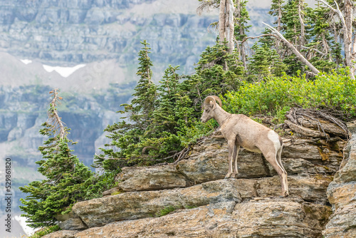 Big Horn Sheep on Rocky Mountain top with green trees in background. 