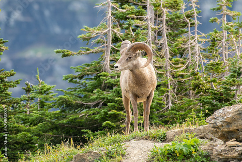 Big Horn Sheep on Rocky Mountain top with green trees in background. 