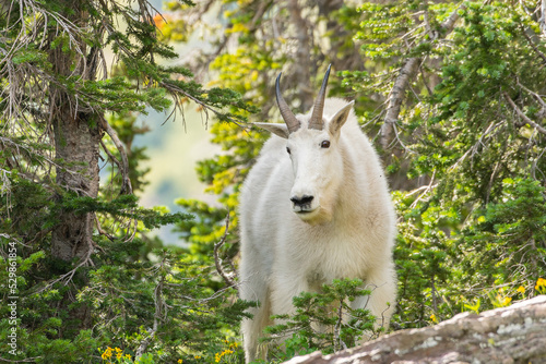 Mountain Goat on mountain side in green and yellow flowers and trees. 
